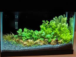 Image result for Mayaca