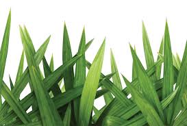Buang juga bagian putih pada daun pandan karena menimbulkan rasa pahit. 4 Health Benefits From The Fragrant Pandan