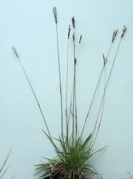 Image result for Alloteropsis