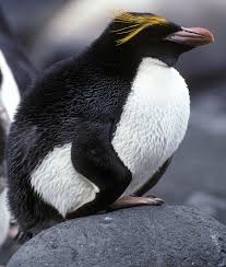 Macaroni penguins are the most abundant of all the penguins. Macaroni Penguins Australian Antarctic Program