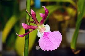 Image result for Eulophia elegans