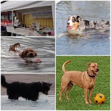 Betreut in seinem tierheim herne wanne ständig ca. Hey Pssst Unser Geheimtipp Furs Tierheim Herne Wanne Facebook