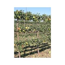 These espaliers are sold as bare root trees between november and mid april. Green Plus Espalier Pear Tree 10 Gal 829525011397 Rona
