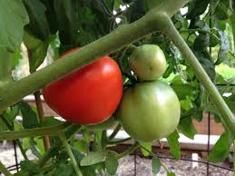 Many gardeners can't keep up with the abundant supply of vegetables that their garden produces. Punch List How To Harvest And Preserve Tomatoes And Other Fruits And Veggies The Denver Post