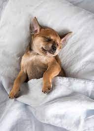 Do Dogs Dream If So What Do Dogs Dream About Dog Sleeping Positions Sleeping Dogs Really Cute Dogs