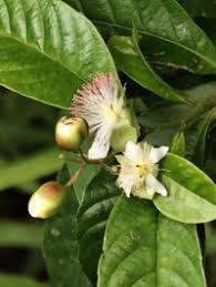 Image result for Tetracera