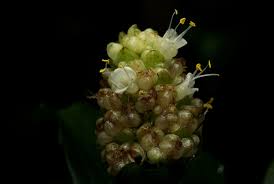 Image result for Pollia condensata