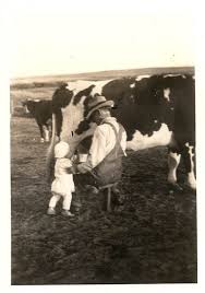 Vintage Photo Baby Helps Grandpa Milk The Cow Vintage Photos Photo Milk The Cow