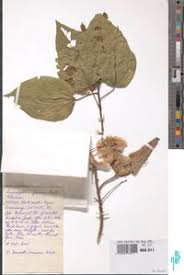 Image result for Carpodiptera africana