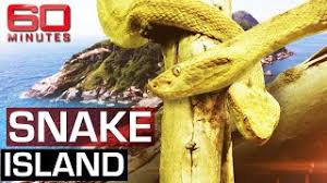 Snake island may refer to: The Deadliest Place On Earth Snake Island 60 Minutes Australia Youtube