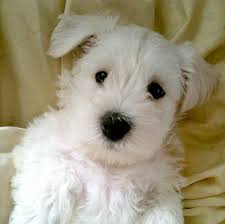 These groups organized voting blocs that dominated the 2015 hugo awards. Https Www Facebook Com Mawmawspuppyworld Fref Ts Wauzer S Wow Zer Are A Mix Between A Westie And A Mini Schnauze Designer Dogs Dog Adoption Pedigree Dog