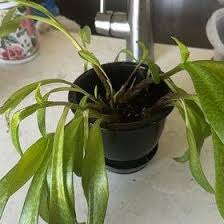 Image result for Kraussia kirkii