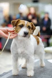 pin na doske fci group 3 terriers