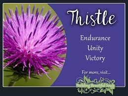 Pin On Thistles