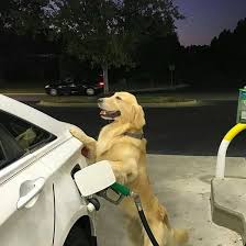 Don T Mind My Dog He S Just Filling Up My Car Memes