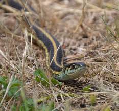 The scientific name of this snake is thamnophis ordinoides. Northwestern Garter Snake Wikipedia