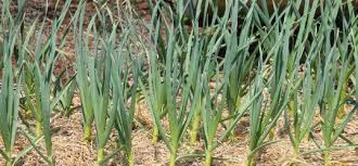 • la récolte de l'ail avec la lune. L Ail Une Culture Facile Jardins Volpette