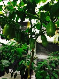 Dutch buckets allow tomato farmers to grow large vining varieties and train them up from the bucket. Dutch Bucket Hydroponic System 27 Steps With Pictures Instructables