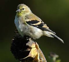 Backyard Birds Of Western Washington Washington State Bird American Goldfinch State Birds Common Birds Backyard Birds