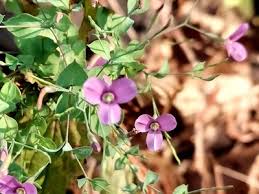 Image result for Canscora diffusa