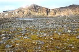 Tundra Biome Interesting Info About Its Plants And Animals Science Struck