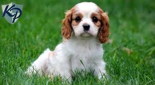 Lancaster puppies advertises puppies for sale in pa, as well as ohio, indiana, new york and other states. Cavalier King Charles Spaniel Breeders In Pa The Y Guide