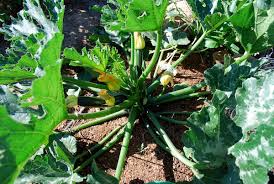 Summer squash need lots of space and air flow to prevent problems such as powdery mildew. Growing Zucchini How To Grow Zucchini Planting Zucchini