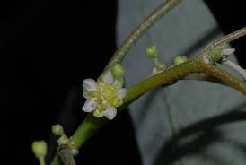 Image result for Clutia pulchella