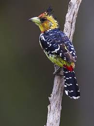 Name Small Birds Of South Africa Kuifkop Houtkapper South African Birds South African Animals Pet Birds