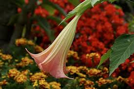 We did not find results for: Tromba D Angelo Fiore Pianta Fioritura Fiorire A Forma Di Campana Natura Giardino Avvicinamento Rosso Giallo Pikist