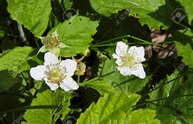 Im gegensatz zu brombeeren bewurzeln sich die triebe nicht an der spitze. Brombeeren Bluhen Im Mai Oder Juni Die Blutenblatter Seiner Bluten Sind Nicht Ganz Die Richtige Form Lizenzfreie Fotos Bilder Und Stock Fotografie Image 9666571