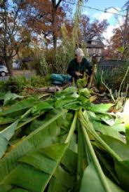 The banana leaves are ideal for feeding to cows. Banana Trees Can Survive Outside In The Canadian Winter The Star