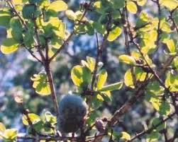 Image result for Strychnos pungens