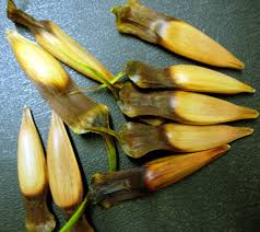 Check spelling or type a new query. Monkey Puzzle Tree Seeds Burnt Ridge Nursery Orchards Burnt Ridge Nursery