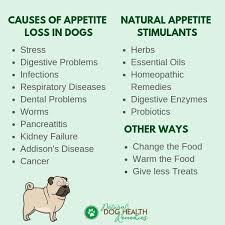 We did not find results for: Common Causes Of Dog Appetite Loss And What Can We Do