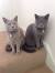 Cream British Shorthair Lilac