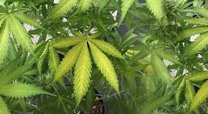 Because its spores travel on the wind and plash from leaf to. Cannabis Leaf Symptoms Quick Guide With Pics Drcannabis