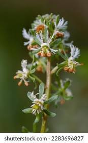 Image result for Resedaceae