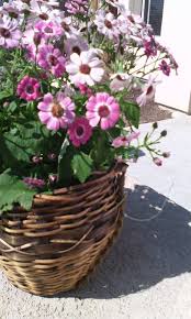 We know how important it is for you to keep your loved one's safe and happy. Bakersfield Bee Removal Home Facebook