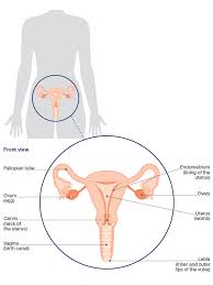 Image result for female sex organ
