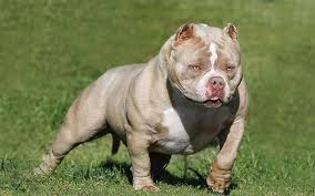 We did not find results for: American Bully Price Range Bully Cost Where To Buy Bully Puppies