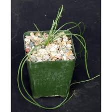 Image result for Albuca setosa