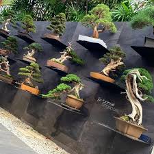 The showing of bonsai at the third universal collecting wild plants: Why Are Bonsai Trees So Expensive Bonsai Tree Gardener