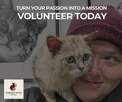 Where can I volunteer for cat care in Toronto?