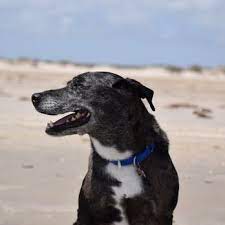 We are committed to caring for your pets for as long as possible. Advanced Pet Care Of Clear Lake 27 Photos 37 Reviews Veterinarians 15116 Tx 3 Webster Tx Phone Number
