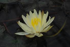 Image result for Nymphaea sulphurea