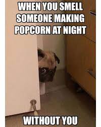Best Funny Memes Pug Its Popcorn Time Oh There Marking It Without Me Popcorn Here I Come M Memesmag Com Leading Memes Fun Magazine Your Daily Dose Of Entertainment