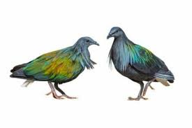 Liverpool Guvercini Yasam Alani Ve Davranislari My Animals