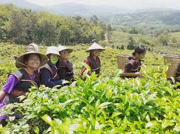 Setelah selesai melawat ladang teh di ranau, anda boleh terus menuju ke kota kinabalu dan check in di tempat penginapan anda. Apa Ada Di Sabah Tea Info Cuti Waktu Operasi