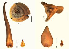 Image result for Dielsiothamnus divaricatus